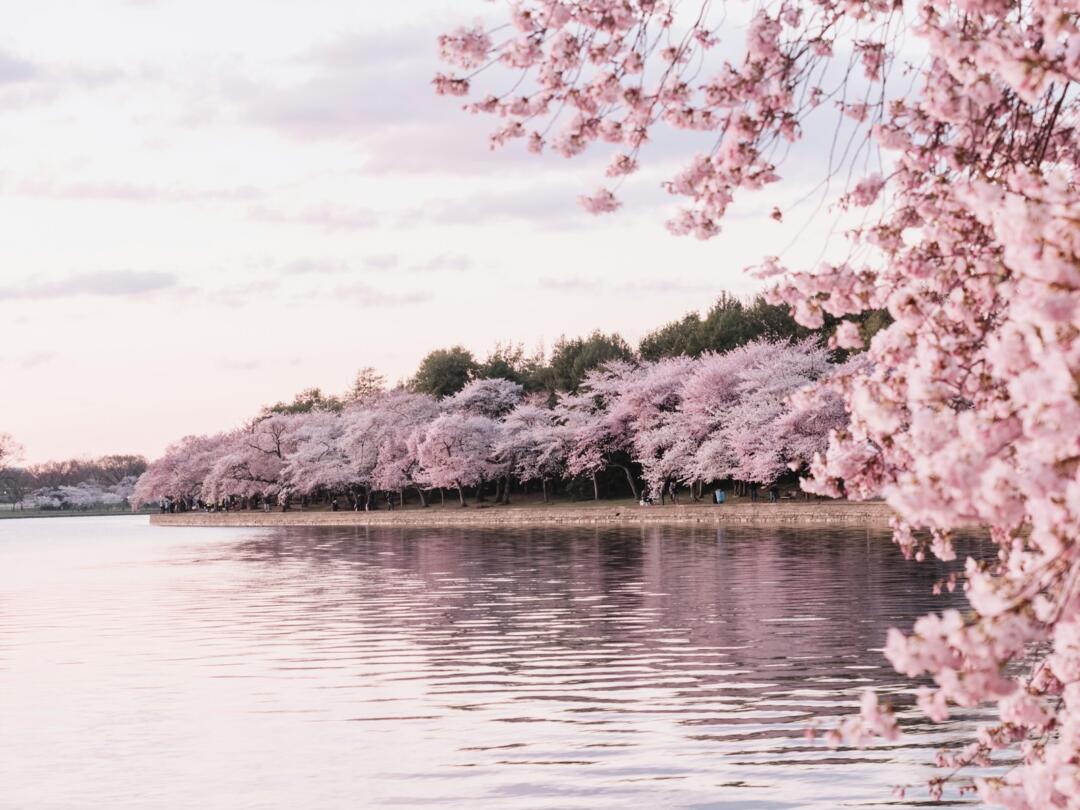 How Spring, Marijuana And CBD Lifts Your Mood