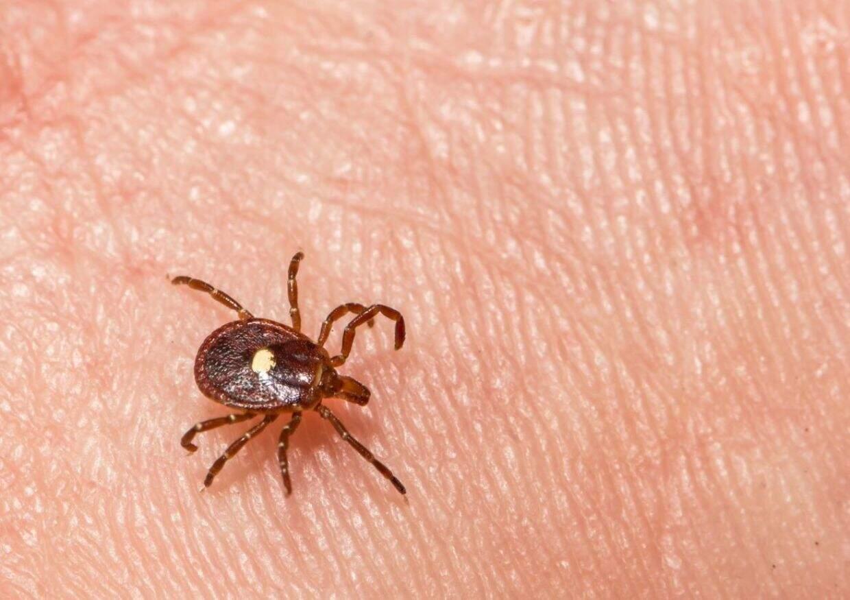 Tick-borne diseases skyrocket. Protect yourself before it’s too late