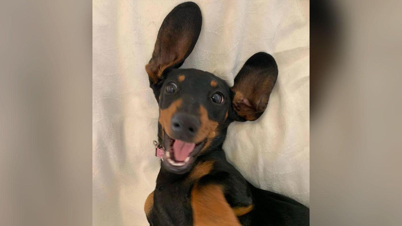 How Valerie the dachshund was finally nabbed after 529 days on Kangaroo Island
