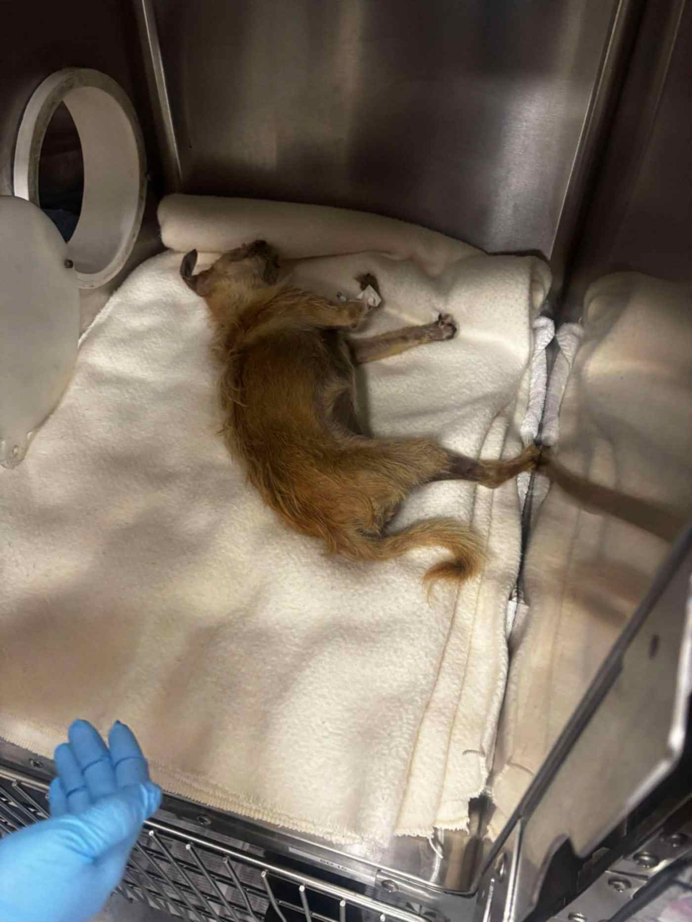 San Jose mayor calls for reforms after latest animal shelter death