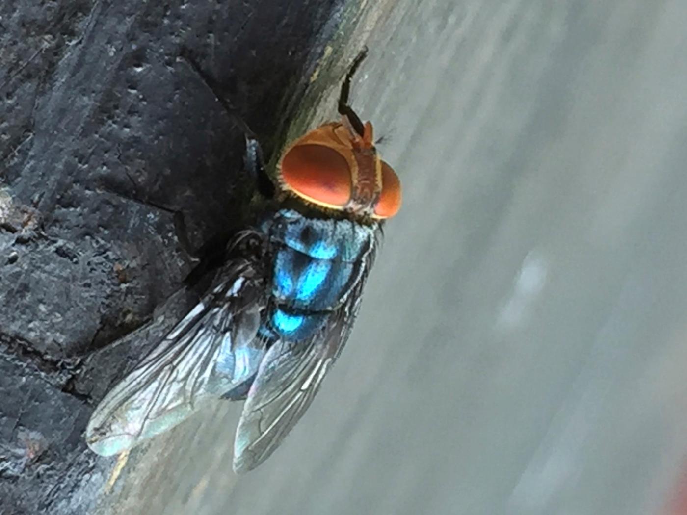 Where the New World screwworm has been seen, and why it’s a big deal